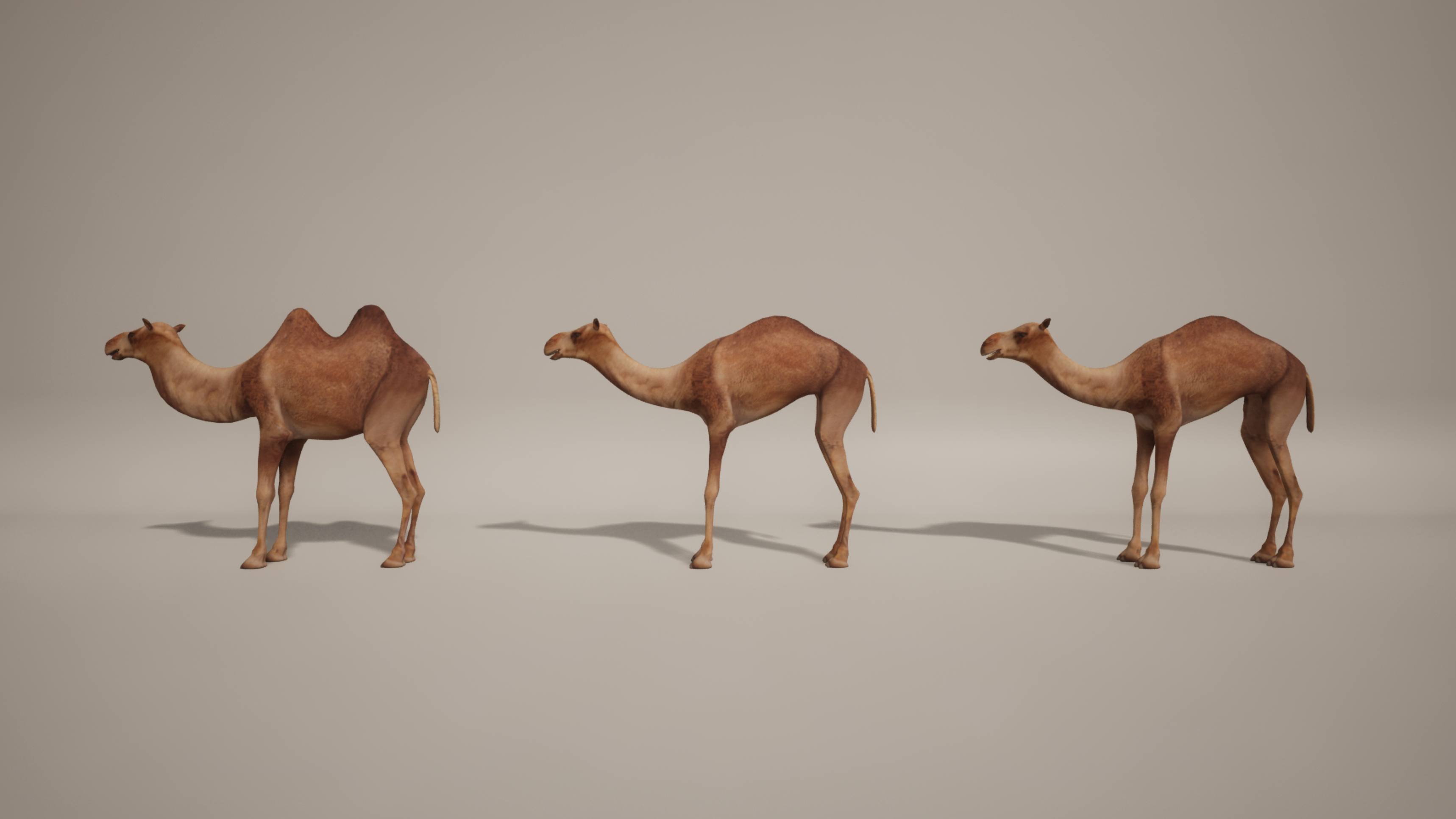 Camel Background